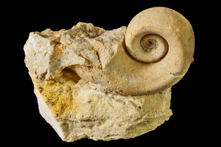 Ordovician Gastropod (Salpingostoma) Fossil - Wisconsin #162971